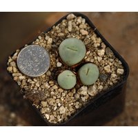 Pflanze -Conophytum Pageae Topf Voll von yongquanLITHOPS