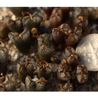 Pflanze - Conophytum Pellucidum Sh1252 von yongquanLITHOPS