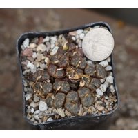 Pflanze - Conophytum Pellucidum von yongquanLITHOPS