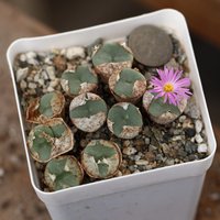 Pflanze - Conophytum Crateriforme von yongquanLITHOPS