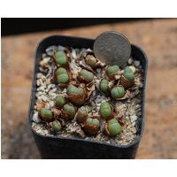 Pflanze - Conophytum Roodiae von yongquanLITHOPS