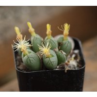 Pflanze - Conophytum Uviforme Stipitatum von yongquanLITHOPS