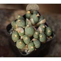 Pflanze - Conophytum Uviforme Stititum von yongquanLITHOPS