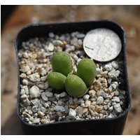 Pflanze - Conophytum Vanheerdei von yongquanLITHOPS