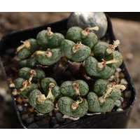 Pflanze - Conophytum von yongquanLITHOPS