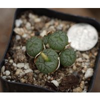Pflanze - Conophytum Minimal von yongquanLITHOPS