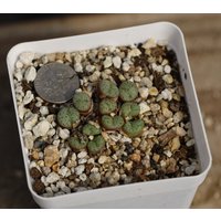 Pflanze Conophytum von yongquanLITHOPS