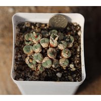 Pflanze - Conophytum von yongquanLITHOPS