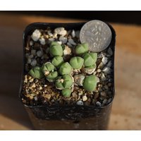 Pflanze - Conophytum von yongquanLITHOPS