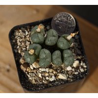 Pflanze - Conophytum von yongquanLITHOPS