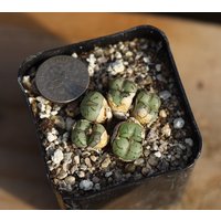 Pflanze - Conophytum von yongquanLITHOPS