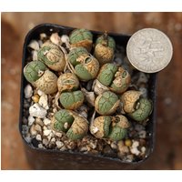 Pflanze - Conophytum von yongquanLITHOPS