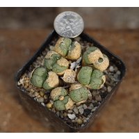 Pflanze - Conophytum von yongquanLITHOPS