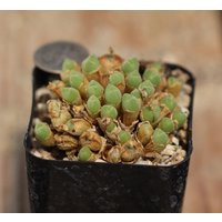 Pflanze - Conophytum Pflanze - Conophytum von yongquanLITHOPS