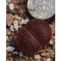 Pflanze-D.vanzylii × L.lesliei "Freds Rothorn" Pflanze-D.vanzylii × L.lesliei "Freds Rothorn" von yongquanLITHOPS