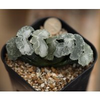 Pflanze Enthält Topf - Hawortoria Truncata von yongquanLITHOPS