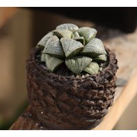 Pflanze Enthält Topf - Hawürdigia Splendens von yongquanLITHOPS
