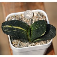 Pflanze -Gasteria Armstarkii Bunt von yongquanLITHOPS