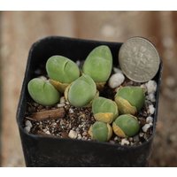 Pflanze - Gibbaeum Pilosulum Vollen Topf von yongquanLITHOPS