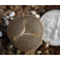 Pflanze - Lithops Aucampiae Trident Pflanze - Lithops Aucampiae Trident von yongquanLITHOPS