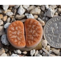 Pflanze - Lithops Gracilidelineata "Brandcafé' Pflanze - Lithops Gracilidelineata "Brandcafé' von yongquanLITHOPS