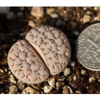 Pflanze - Lithops Gracilidelineata C189 Pflanze - Lithops Gracilidelineata C189 von yongquanLITHOPS