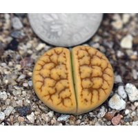 Pflanze - Lithops Grazilelineata "Vertigo' Pflanze - Lithops Grazilelineata "Vertigo' von yongquanLITHOPS