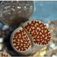 Pflanze - Lithops Julii C259 "Rote Linie' Pflanze - Lithops Julii C259 "Rote Linie' von yongquanLITHOPS