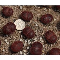 Pflanze -1 - Lithops Lesliei "Fred's Redhorn" von yongquanLITHOPS