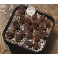 Pflanze - Lithops Otzeniana "Cesky Granat' Ganzer Topf von yongquanLITHOPS