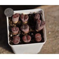 Pflanze - Lithops Salicola "Bacchus' Ganzer Topf von yongquanLITHOPS