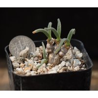 Pflanze - Monilaria Obconica von yongquanLITHOPS
