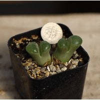 Pflanze | OphthalmophyllumConophytum von yongquanLITHOPS