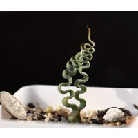 Pflanze - Trachyandra Tortilis | Ruhend, Keine Blätter von yongquanLITHOPS