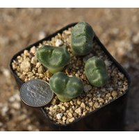 Pflanze - Volltopf- Conophytum Ernstii Cerebellum von yongquanLITHOPS