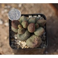 Pflanzen - Adromischus Marianiae "Pop Hearts" von yongquanLITHOPS