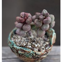 Pflanzen - Enthält Topf Adromischus Marianiae "Pop Hearts" von yongquanLITHOPS