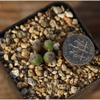 Pflanzen-Conophytum Pageae von yongquanLITHOPS