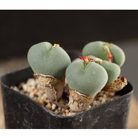 Pflanzen - Conophytum von yongquanLITHOPS