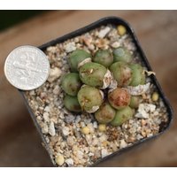 Pflanzen-Volltopf - Conophytum Brunneum von yongquanLITHOPS