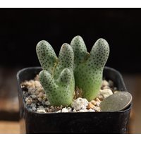 Pflanzen-Volltopf - Conophytum Marginalatum Karamoepense Arm955D von yongquanLITHOPS