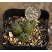 Pflanzen-Volltopf - Conophytum Marginatum Karamoepense von yongquanLITHOPS