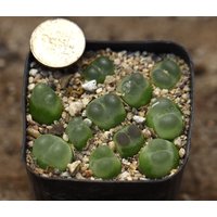 Pflanzen-Volltopf - Conophytum Ratum Sh1200 von yongquanLITHOPS