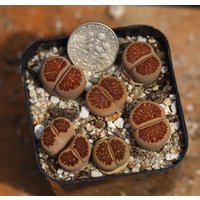 Pflanzen -Volltopf - Lithops "Kikusiyo Giyoku' "Kosogyoku' "Kikukaseki' von yongquanLITHOPS