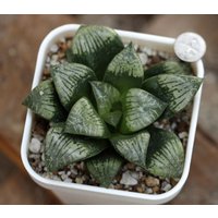 Pflanzlich Gegerbtem Topf - Hawortia "Painted Skin' von yongquanLITHOPS