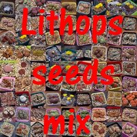 Samen -50 - Lithops Mix 50 Samen von yongquanLITHOPS