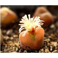 Samen - Conophytum Maughanii 30 Samen von yongquanLITHOPS