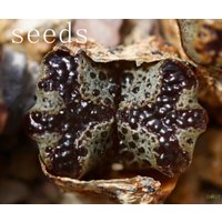 Samen - Conophytum Pellucidum Sh1252 30Seeds von yongquanLITHOPS