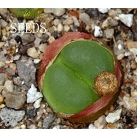 Samen - Conophytum Ratum Sh1200 15Samen von yongquanLITHOPS
