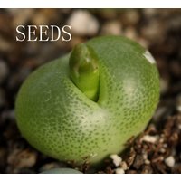 Samen - Conophytum Subfenestratum 20 Samen von yongquanLITHOPS